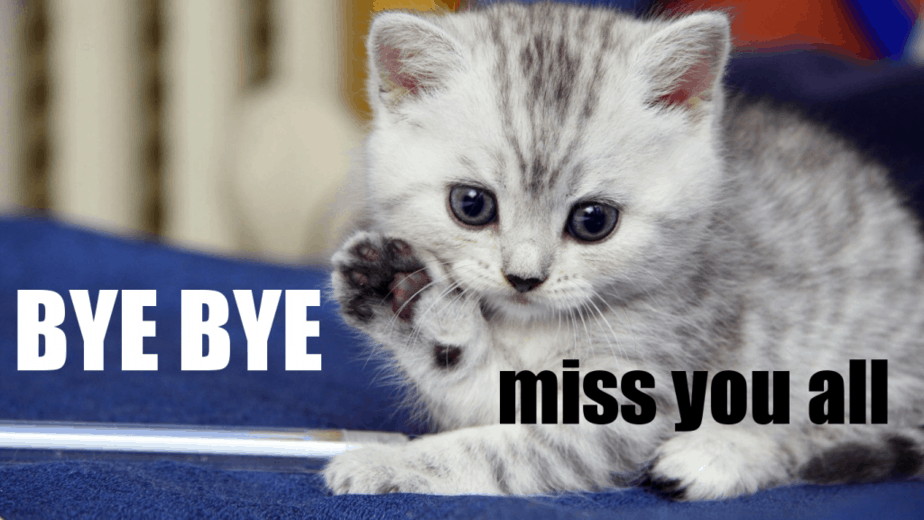 bye-bye-cat
